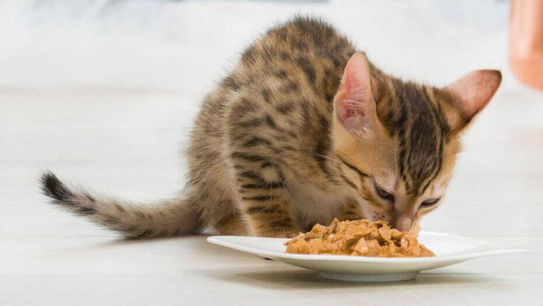 Top Cat Food Brands: How to Choose the Right One?