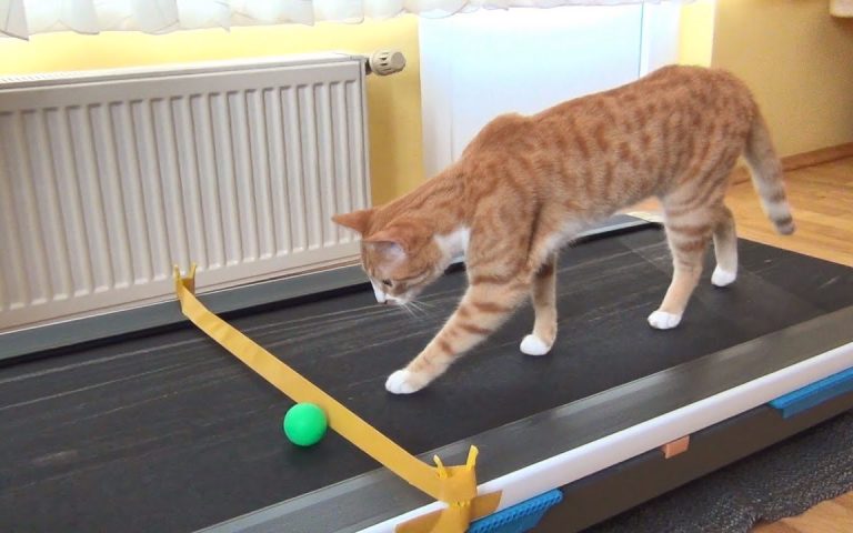 The Benefits of Regular Exercise for Cats