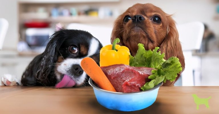 How to Choose the Right Diet for Your Pet’s Age and Activity Level