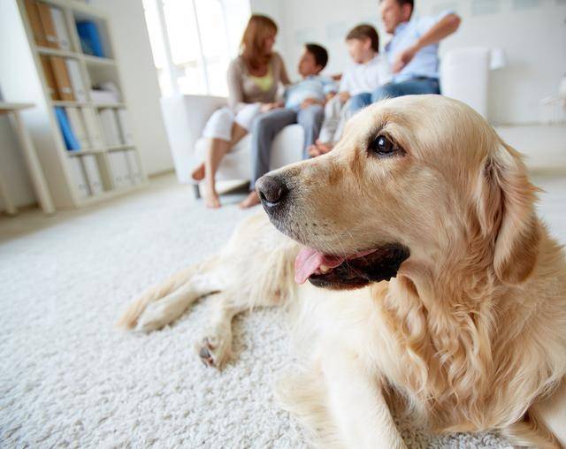 The Emotional Benefits of Owning a Pet: A Lifelong Connection