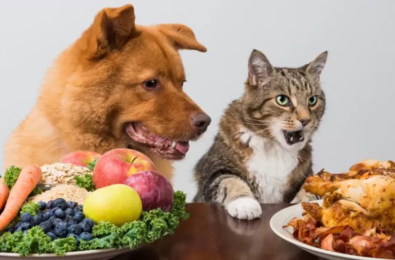 Understanding Your Pet’s Nutritional Needs