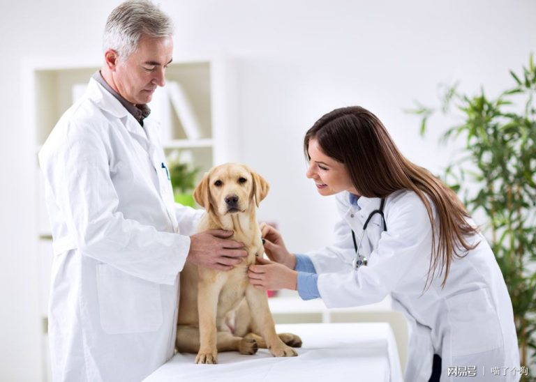 Pet First Aid Essentials: Be Prepared for Emergencies