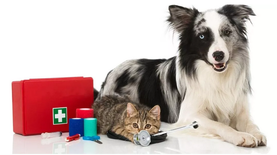 Pet First Aid: Essential Skills Every Pet Owner Should Know