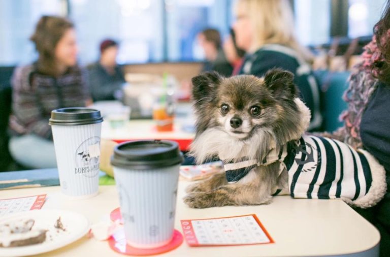 Pet Cafes: A Hub for Socializing with Your Four-Legged Companions