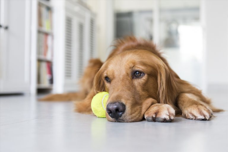 Pet-Assisted Reading Programs: Boosting Literacy and Pet Interaction