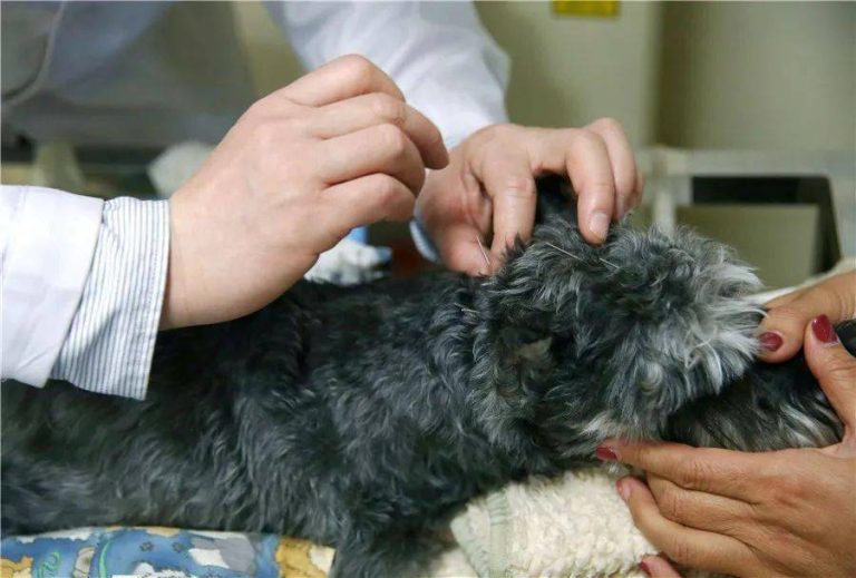 The Benefits of Acupuncture and Massage for Pets