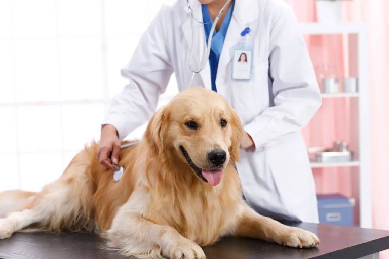 The Importance of Regular Vet Check-Ups for Your Pet