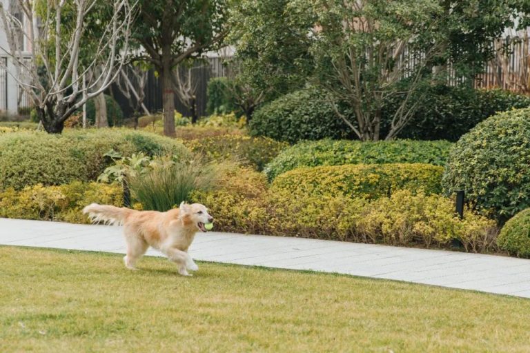 Pet-Friendly Gardening: Creating a Safe Outdoor Space