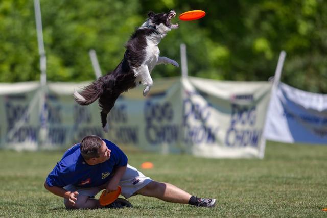 Training Your Pet: Tips for a Well-Behaved Companion