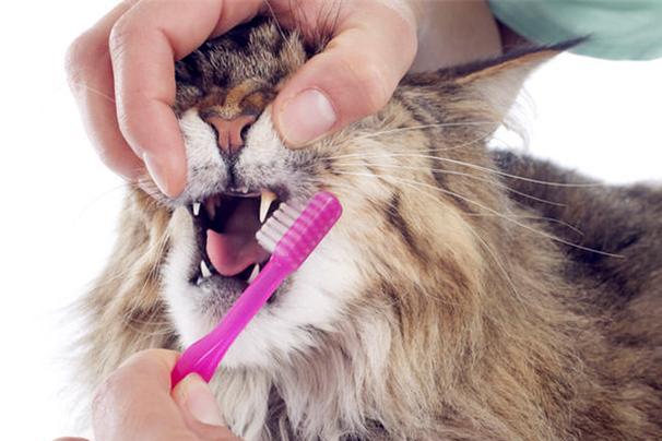 The Benefits of Dental Care for Your Furry Friend