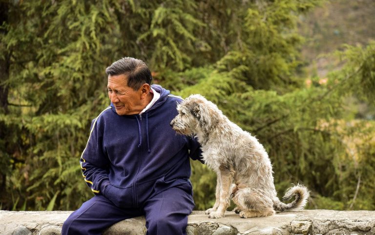 Senior Pet Care: Providing Comfort and Quality of Life