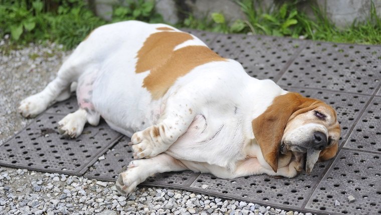 A Guide to Preventing and Managing Pet Obesity