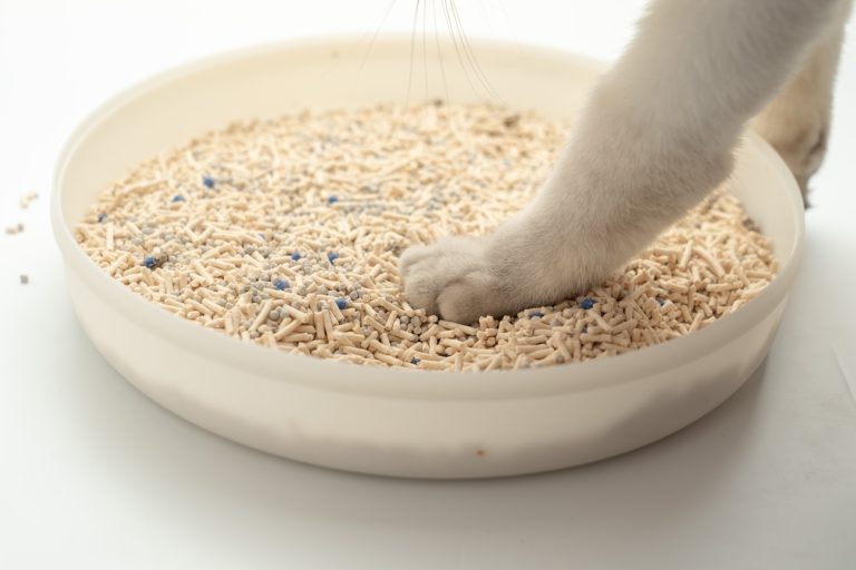 The Role of High-Quality Litter in Your Cat’s Life