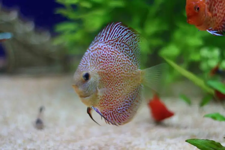 Choosing the Right Aquarium Equipment for Your Fish