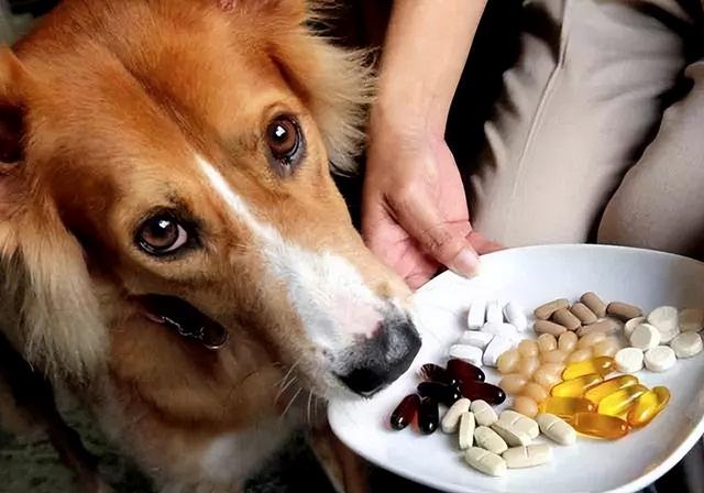 Essential Supplements for Your Pet’s Well-Being