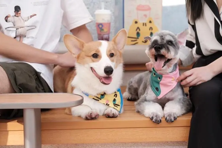 Pet-Friendly Workplaces: The Positive Impact on Employee Community