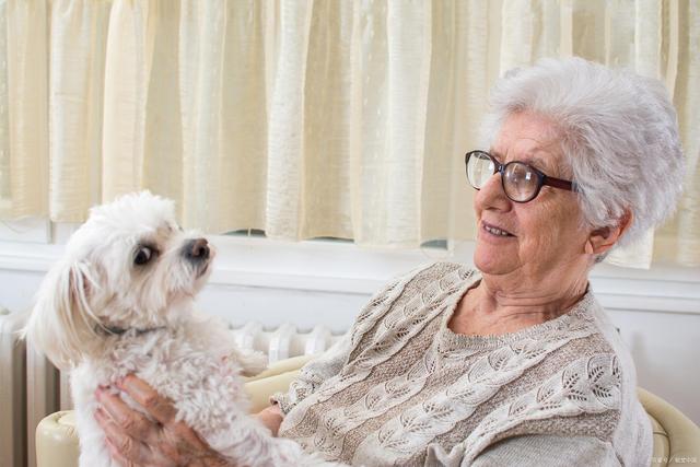 Managing Arthritis and Joint Pain in Aging Pets