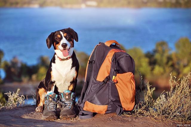 Traveling with Pets: Essentials for a Safe and Comfortable Journey