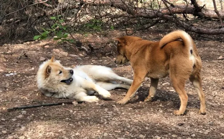 Pet Playdates: Fostering Social Interaction for Your Furry Friend