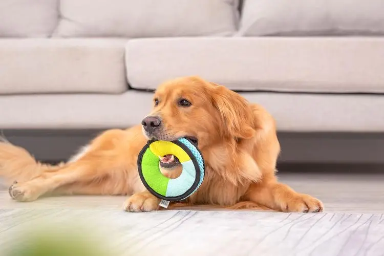 Eco-Friendly Pet Toys: Fun for Your Pet, Good for the Planet